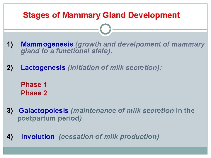 Stages of Mammary Gland Development 1) Mammogenesis (growth and develpoment of mammary gland to