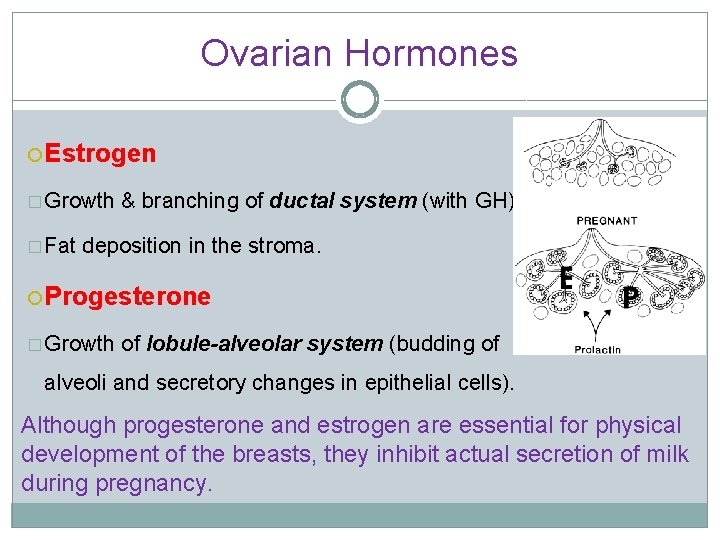 Ovarian Hormones Estrogen � Growth � Fat & branching of ductal system (with GH)