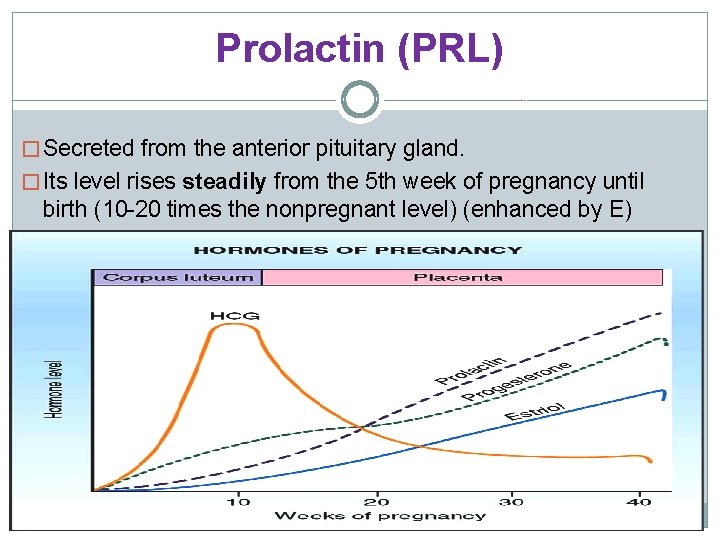 Prolactin (PRL) � Secreted from the anterior pituitary gland. � Its level rises steadily