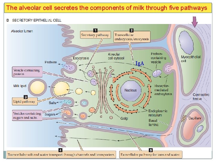 The alveolar cell secretes the components of milk through five pathways Ig. A 