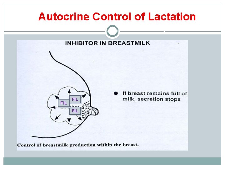 Autocrine Control of Lactation FIL FIL 