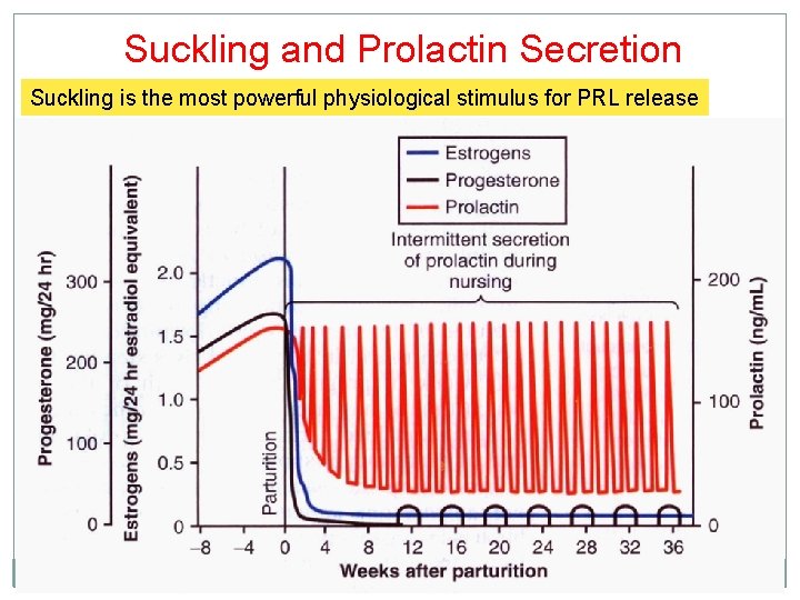 Suckling and Prolactin Secretion Suckling is the most powerful physiological stimulus for PRL release