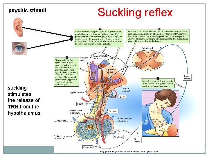 psychic stimuli suckling stimulates the release of TRH from the hypothalamus Suckling reflex 