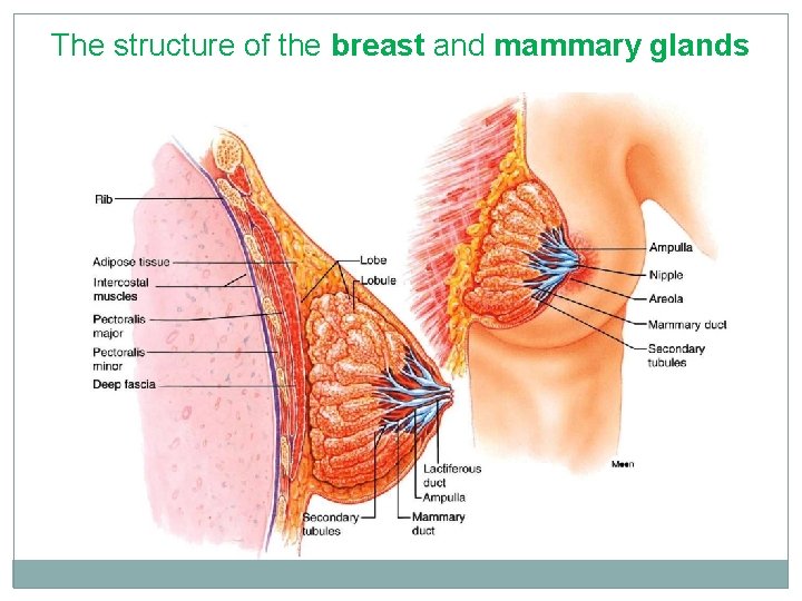 The structure of the breast and mammary glands 