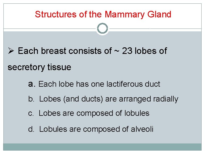 Structures of the Mammary Gland Ø Each breast consists of ~ 23 lobes of