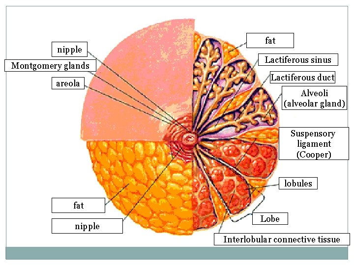 nipple Montgomery glands areola fat Lactiferous sinus Lactiferous duct Alveoli (alveolar gland) Suspensory ligament