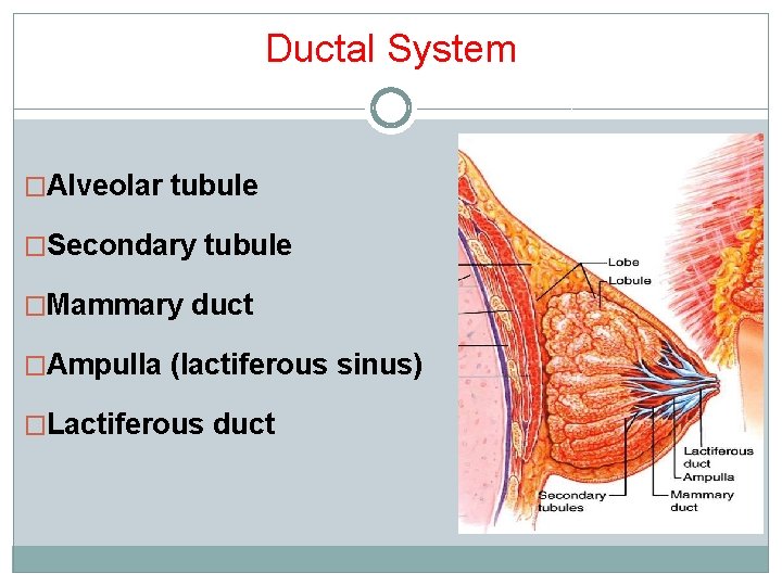 Ductal System �Alveolar tubule �Secondary tubule �Mammary duct �Ampulla (lactiferous sinus) �Lactiferous duct 