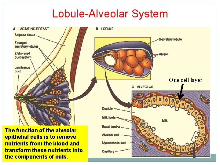 Lobule-Alveolar System One cell layer The function of the alveolar epithelial cells is to