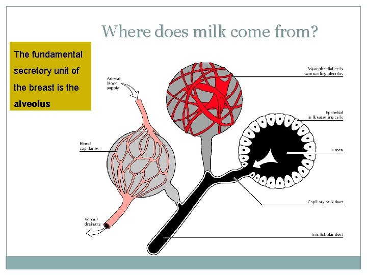 Where does milk come from? The fundamental secretory unit of the breast is the