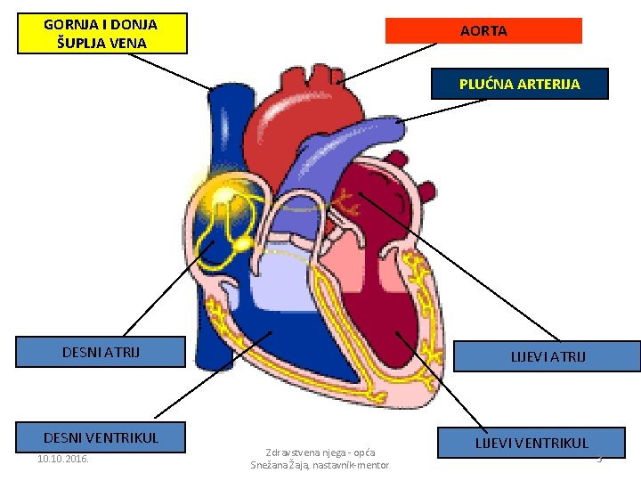 GORNJA I DONJA ŠUPLJA VENA AORTA PLUĆNA ARTERIJA DESNI ATRIJ DESNI VENTRIKUL 10. 2016.