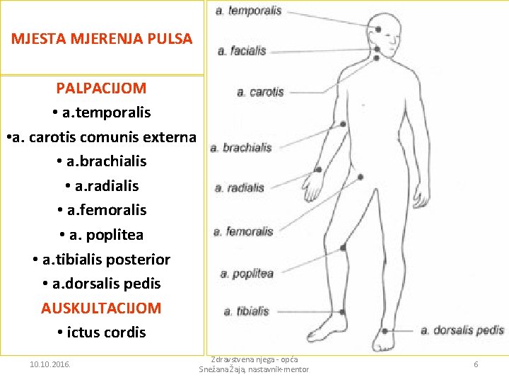 MJESTA MJERENJA PULSA PALPACIJOM • a. temporalis • a. carotis comunis externa • a.