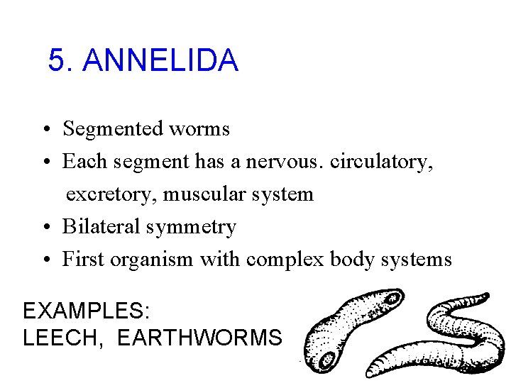 5. ANNELIDA • Segmented worms • Each segment has a nervous. circulatory, excretory, muscular