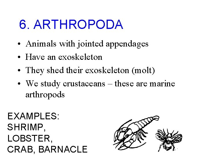 6. ARTHROPODA • • Animals with jointed appendages Have an exoskeleton They shed their
