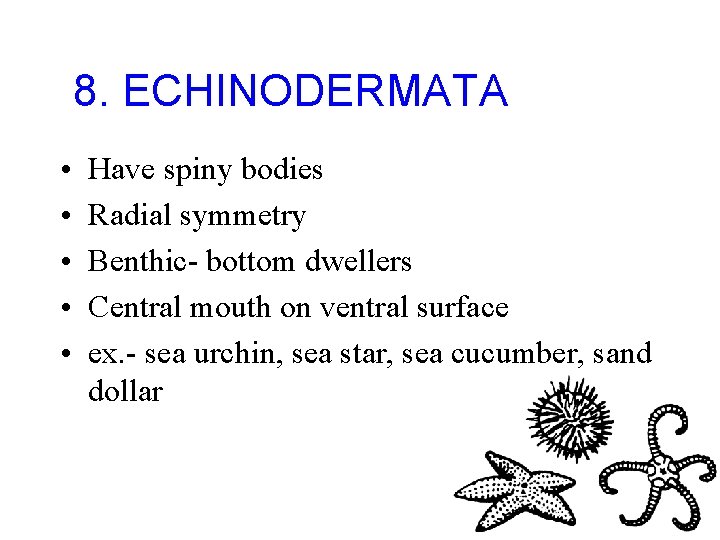 8. ECHINODERMATA • • • Have spiny bodies Radial symmetry Benthic- bottom dwellers Central