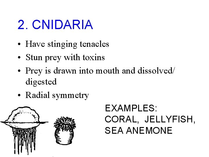 2. CNIDARIA • Have stinging tenacles • Stun prey with toxins • Prey is
