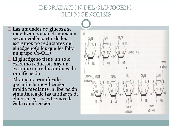 DEGRADACION DEL GLUCOGENOLISIS � Las unidades de glucosa se movilizan por su eliminación secuencial