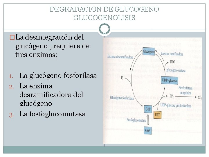 DEGRADACION DE GLUCOGENOLISIS �La desintegración del glucógeno , requiere de tres enzimas; 1. La