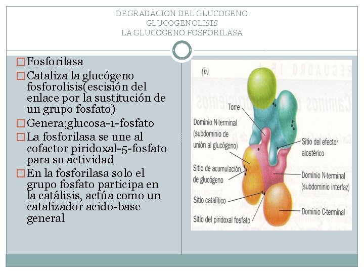 DEGRADACION DEL GLUCOGENOLISIS LA GLUCOGENO FOSFORILASA � Fosforilasa � Cataliza la glucógeno fosforolisis(escisión del