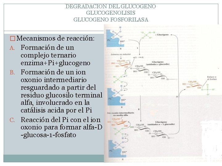 DEGRADACION DEL GLUCOGENOLISIS GLUCOGENO FOSFORILASA � Mecanismos de reacción: A. Formación de un complejo