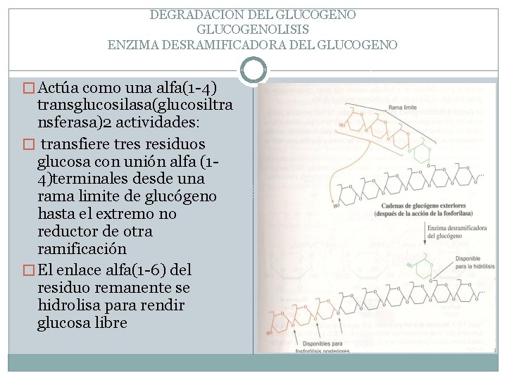 DEGRADACION DEL GLUCOGENOLISIS ENZIMA DESRAMIFICADORA DEL GLUCOGENO � Actúa como una alfa(1 -4) transglucosilasa(glucosiltra