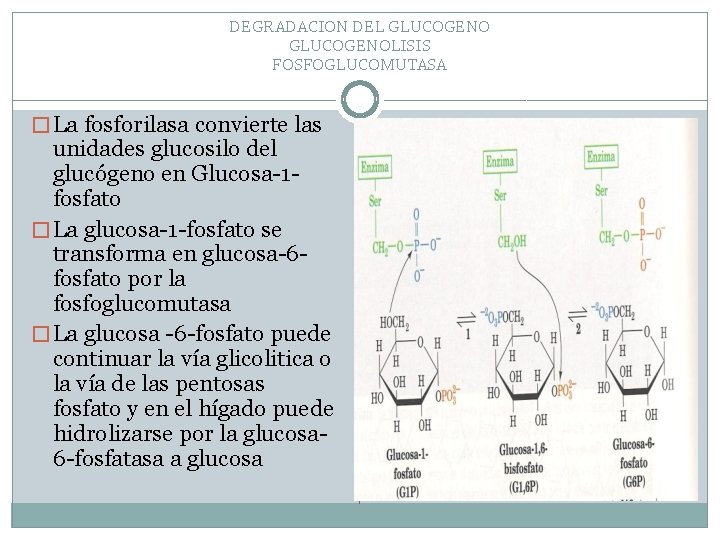 DEGRADACION DEL GLUCOGENOLISIS FOSFOGLUCOMUTASA � La fosforilasa convierte las unidades glucosilo del glucógeno en