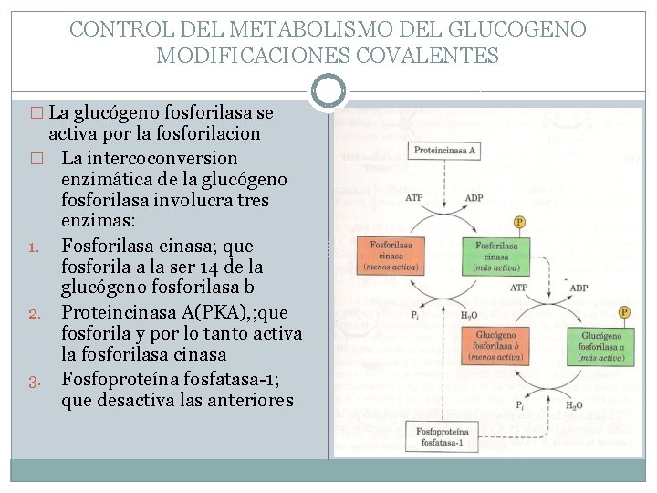 CONTROL DEL METABOLISMO DEL GLUCOGENO MODIFICACIONES COVALENTES � La glucógeno fosforilasa se activa por