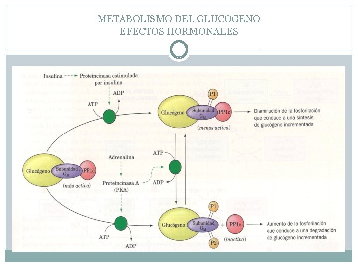 METABOLISMO DEL GLUCOGENO EFECTOS HORMONALES 