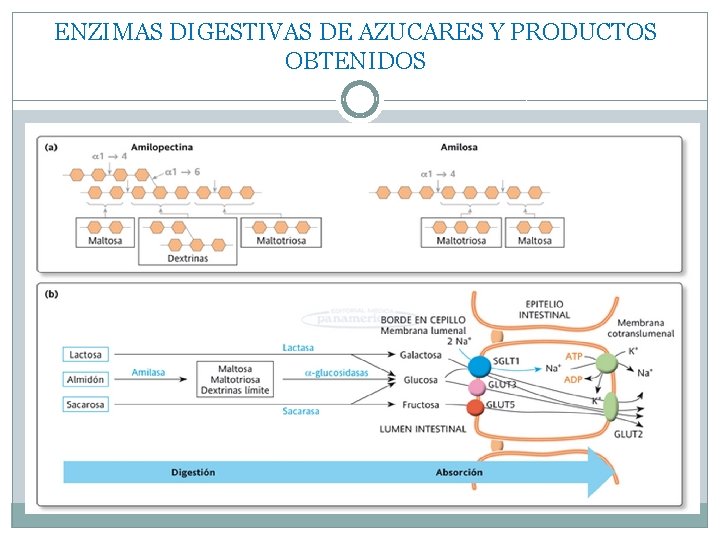 ENZIMAS DIGESTIVAS DE AZUCARES Y PRODUCTOS OBTENIDOS 