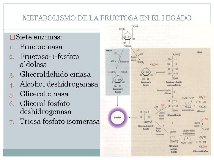 METABOLISMO DE LA FRUCTOSA EN EL HIGADO �Siete enzimas: 1. Fructocinasa 2. Fructosa-1 -fosfato