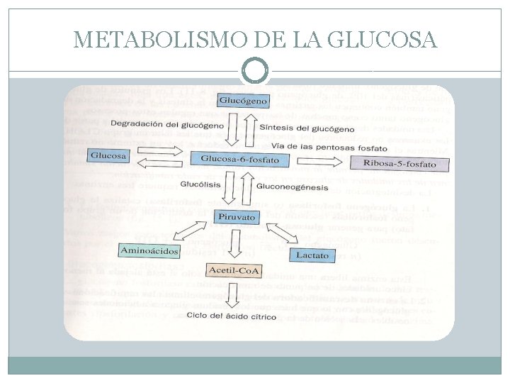 METABOLISMO DE LA GLUCOSA 