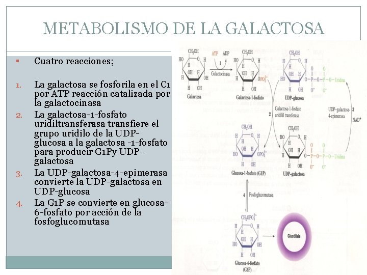 METABOLISMO DE LA GALACTOSA § Cuatro reacciones; 1. La galactosa se fosforila en el