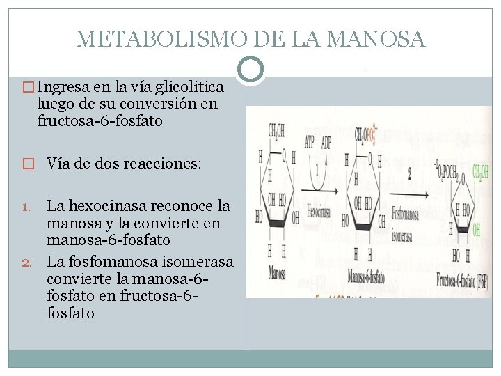 METABOLISMO DE LA MANOSA � Ingresa en la vía glicolitica luego de su conversión