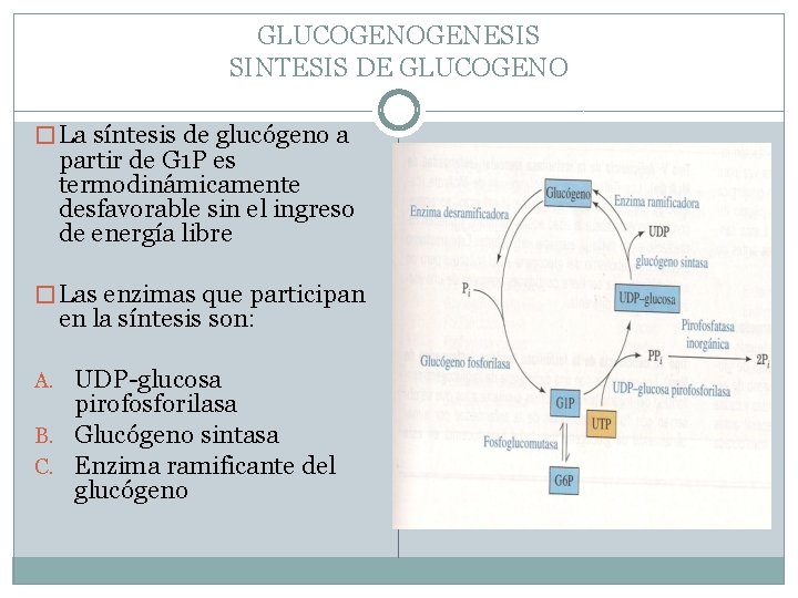 GLUCOGENESIS SINTESIS DE GLUCOGENO � La síntesis de glucógeno a partir de G 1