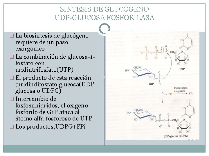 SINTESIS DE GLUCOGENO UDP-GLUCOSA FOSFORILASA � La biosíntesis de glucógeno requiere de un paso