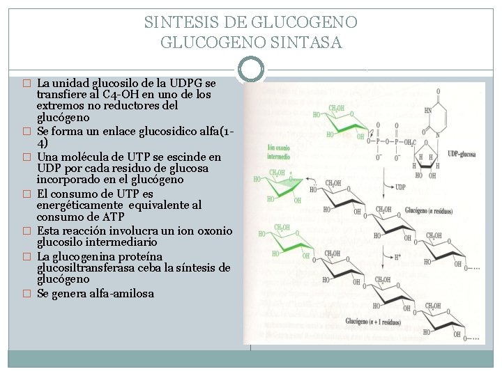 SINTESIS DE GLUCOGENO SINTASA � La unidad glucosilo de la UDPG se � �