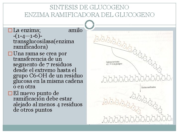 SINTESIS DE GLUCOGENO ENZIMA RAMIFICADORA DEL GLUCOGENO � La enzima; amilo -(1 -4— 1