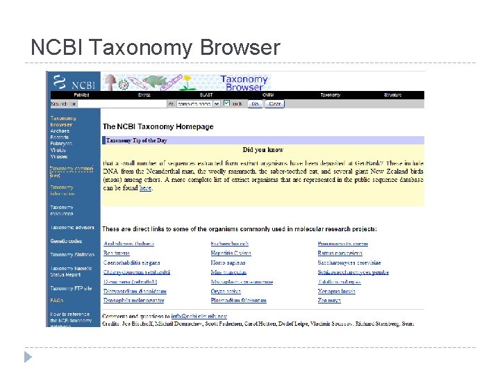 NCBI Taxonomy Browser 