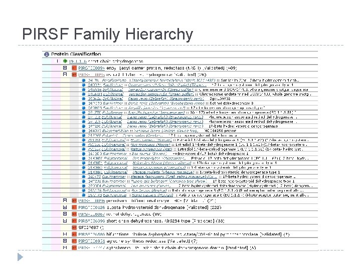 PIRSF Family Hierarchy 