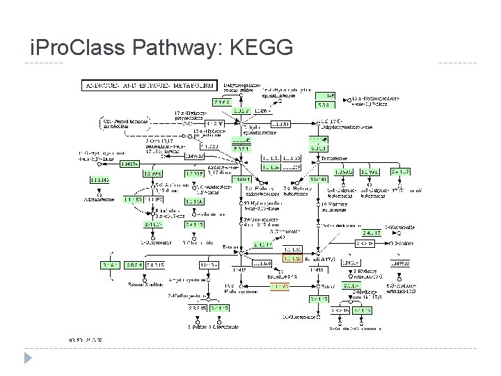 i. Pro. Class Pathway: KEGG 