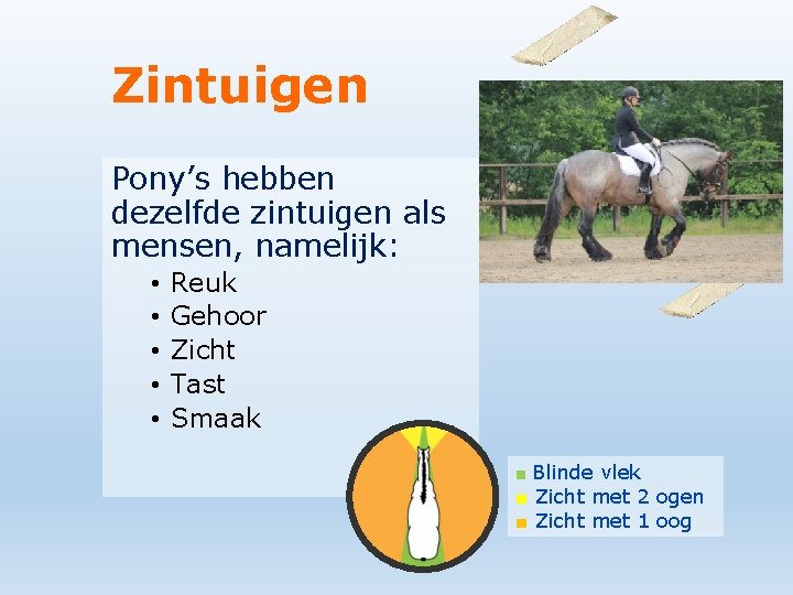 Zintuigen Pony’s hebben dezelfde zintuigen als mensen, namelijk: • • • Reuk Gehoor Zicht