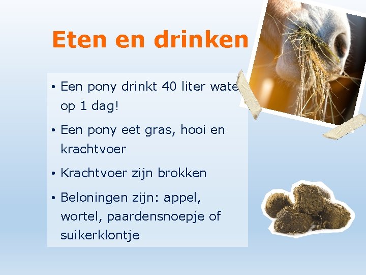 Eten en drinken • Een pony drinkt 40 liter water op 1 dag! •