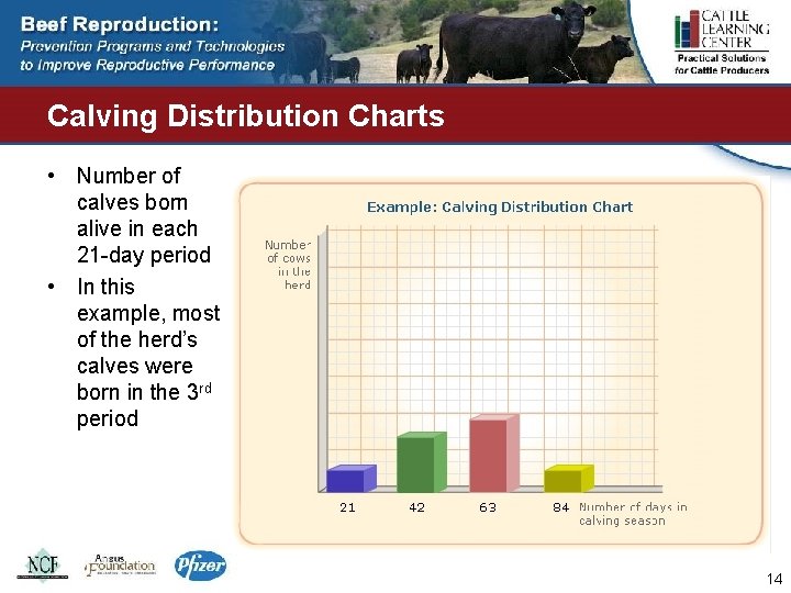 Calving Distribution Charts • Number of calves born alive in each 21 -day period