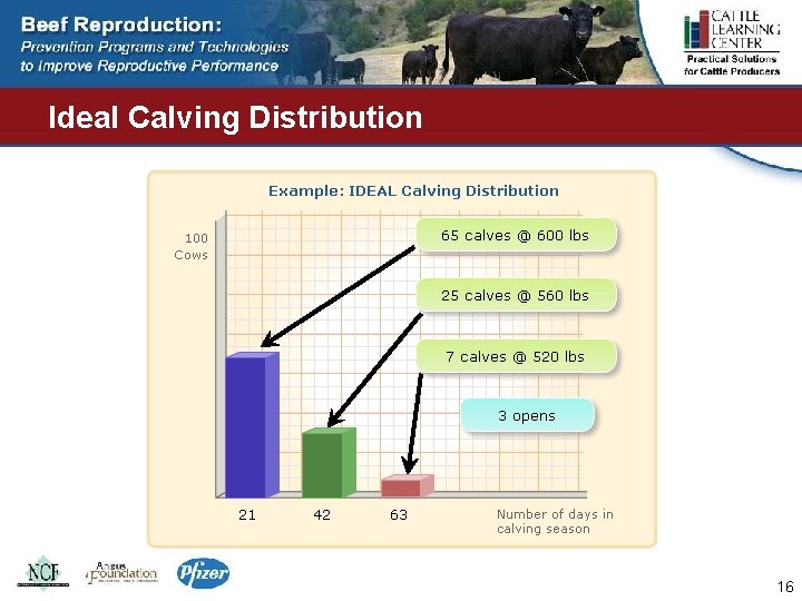 Ideal Calving Distribution 16 