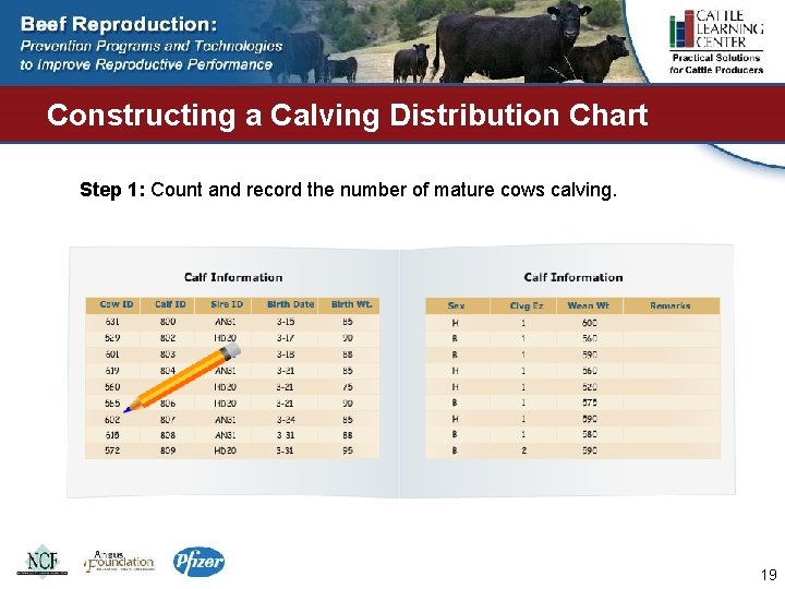 Constructing a Calving Distribution Chart Step 1: Count and record the number of mature
