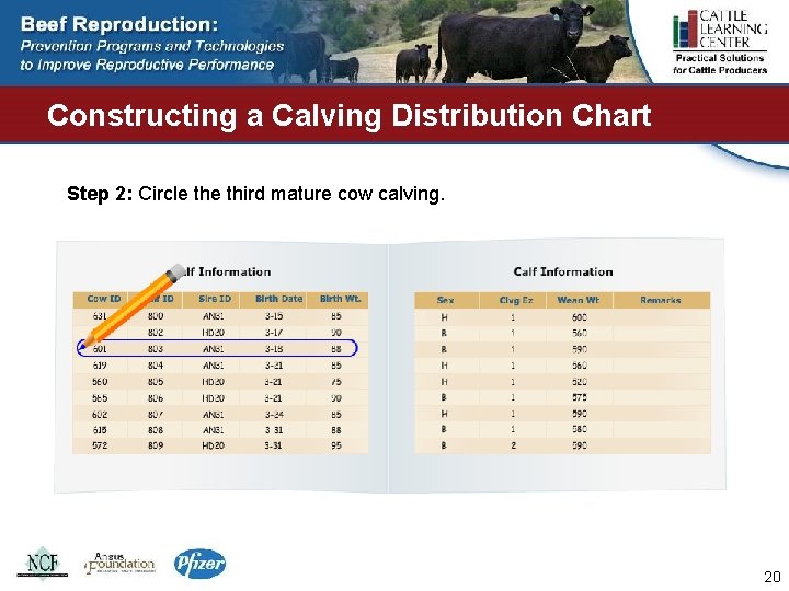 Constructing a Calving Distribution Chart Step 2: Circle third mature cow calving. 20 