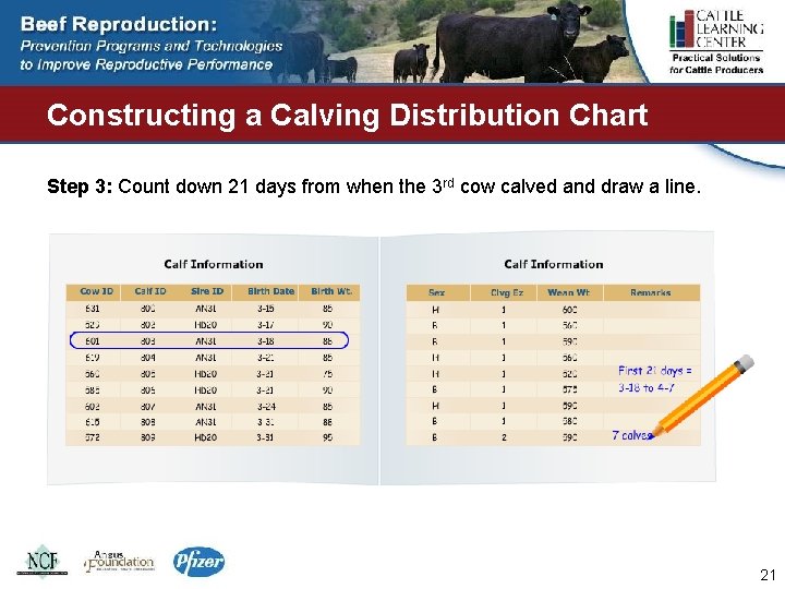 Constructing a Calving Distribution Chart Step 3: Count down 21 days from when the