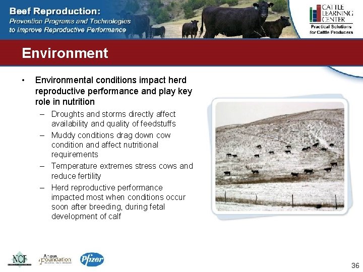 Environment • Environmental conditions impact herd reproductive performance and play key role in nutrition