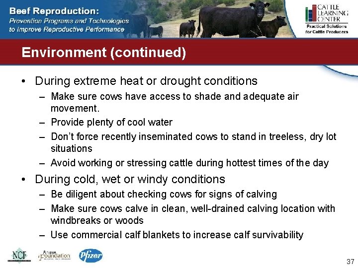 Environment (continued) • During extreme heat or drought conditions – Make sure cows have