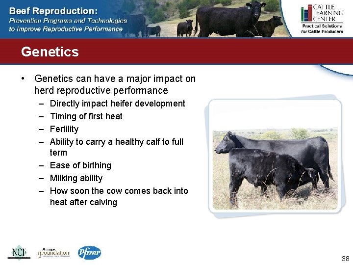 Genetics • Genetics can have a major impact on herd reproductive performance – –
