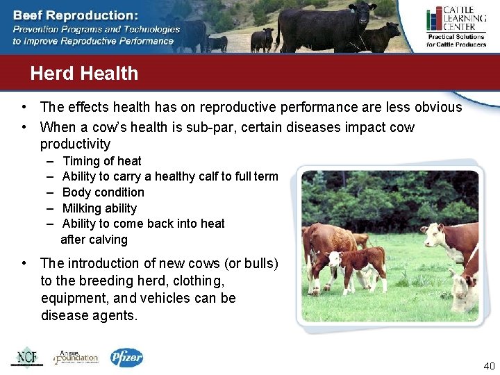 Herd Health • The effects health has on reproductive performance are less obvious •